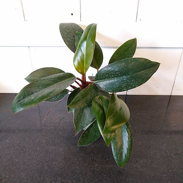 Photo of the plant species Philodendron 'Red Back' by @DaringlyDuwei23 named Diana on Greg, the plant care app