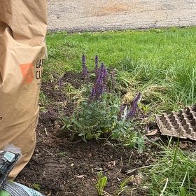 Photo of the plant species Wood Sage 'Violet Riot' by @FitElkclover22 named Violet Riot on Greg, the plant care app