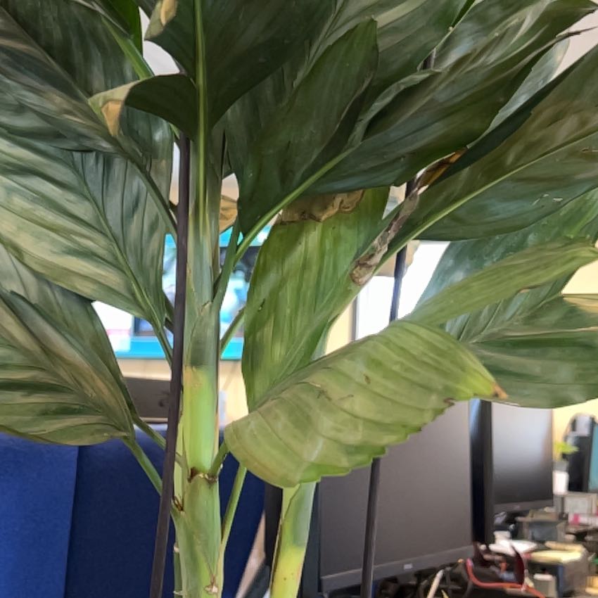 Photo of the plant species Metal Palm Tree by @FunLimetuff0 named Metal on Greg, the plant care app