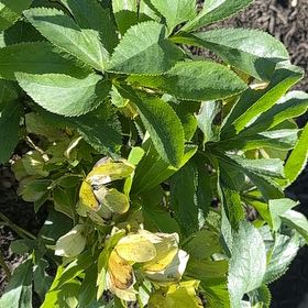 Photo of the plant species Green Hellebore by @WhizTobacco84 named Aristotle on Greg, the plant care app