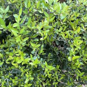 Photo of the plant species Yaupon by @FunFallugia36 named Hemingway on Greg, the plant care app