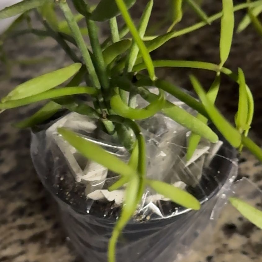 Photo of the plant species Dischidia bengalensis by @KookyMoonglow81 named Steve on Greg, the plant care app