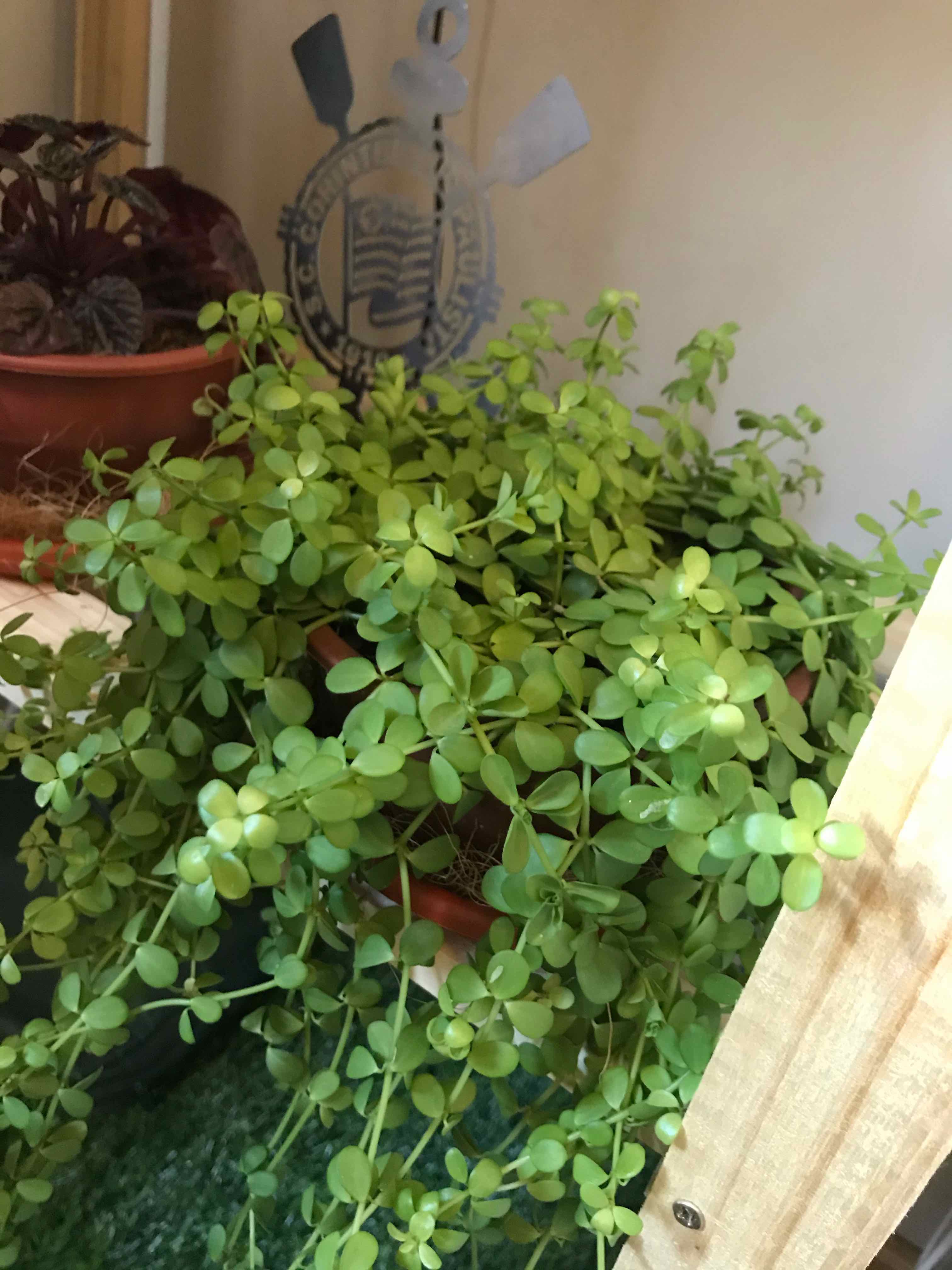 Trailing Jade plant with vibrant green leaves, well-cared for and thriving.