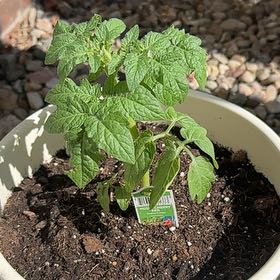 Photo of the plant species Husky Cherry Red Tomato by @HappyPotato12 named Tupot amaroot on Greg, the plant care app