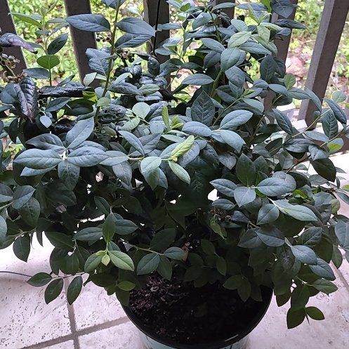 Photo of the plant species Blueberry Bush by @AblePlain30 named Bartholomew Berry on Greg, the plant care app