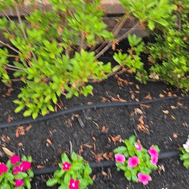 Photo of the plant species Formosa Red Azalea by @QuickWorm18 named Oscar on Greg, the plant care app