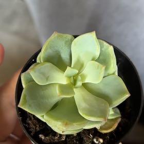 Photo of the plant species Porcelain Plant by @SpicyWinika69 named Denali on Greg, the plant care app