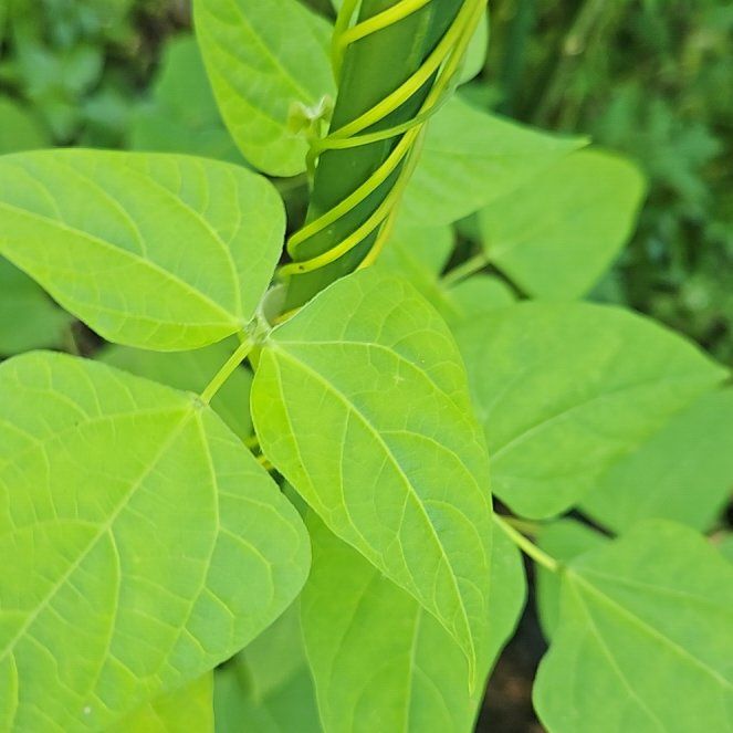 Photo of the plant species American Hogpeanut by @AwakePurei named Doja Cat on Greg, the plant care app