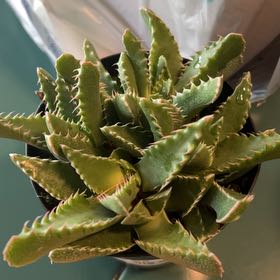 Photo of the plant species Faucaria felina by @JoyfulBorage69 named Eva on Greg, the plant care app