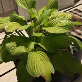 Photo of the plant species Hosta 'Guacamole' by @HelpmateSalsa37 named Mochi on Greg, the plant care app