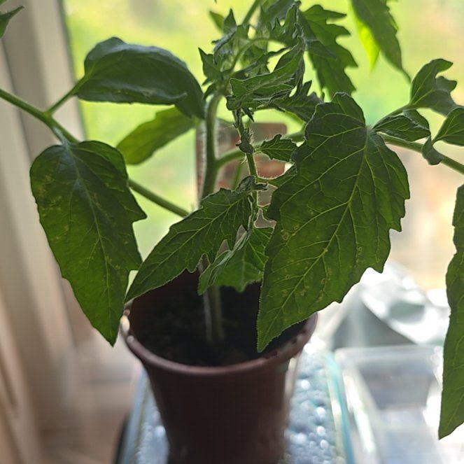 Photo of the plant species Tomato 'Ailsa Craig' by @VividDamiana68 named Ronaldo on Greg, the plant care app