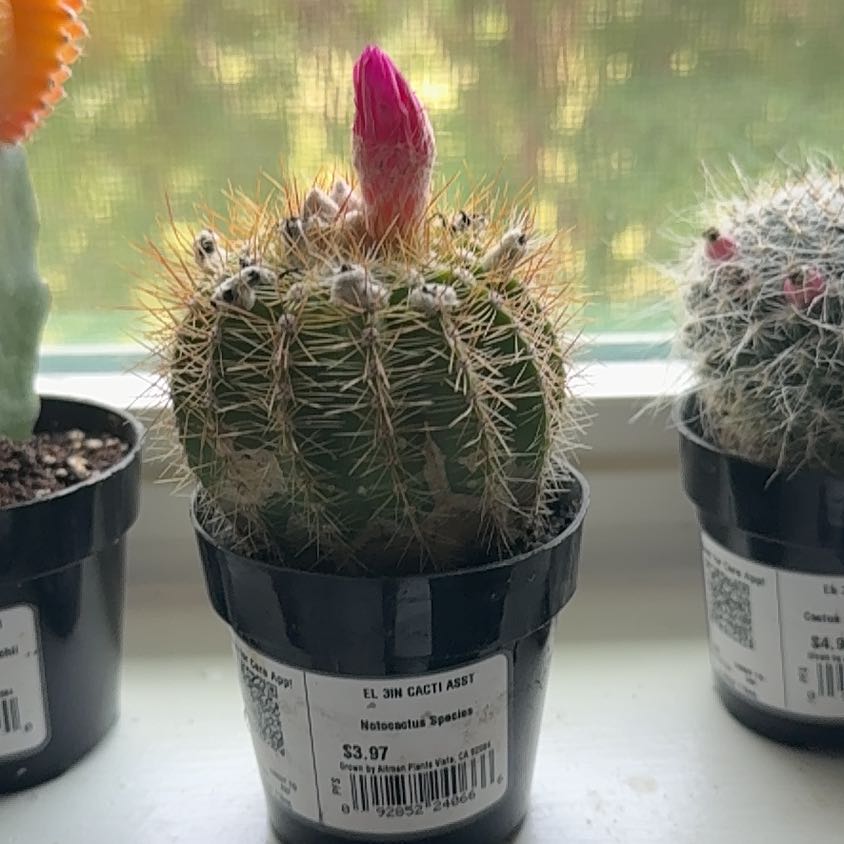 Photo of the plant species Notocactus by @PetImpatiens27 named Xena on Greg, the plant care app