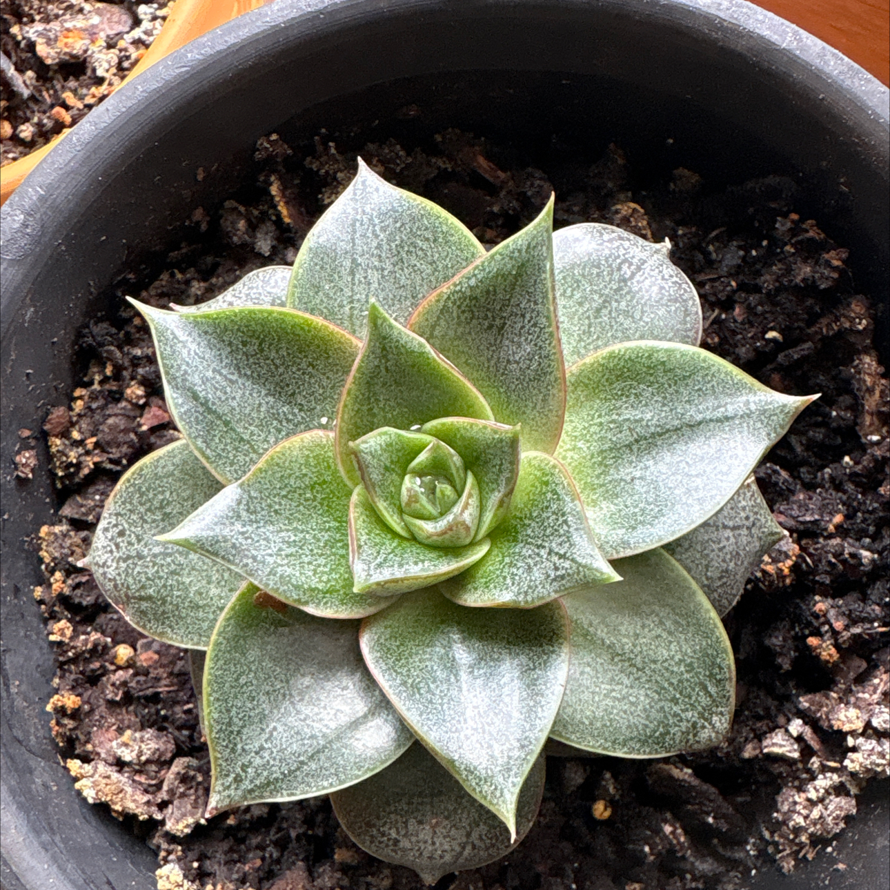Photo of the plant species Urbinia Purpusii by @ChrissyDawn named Oscar on Greg, the plant care app