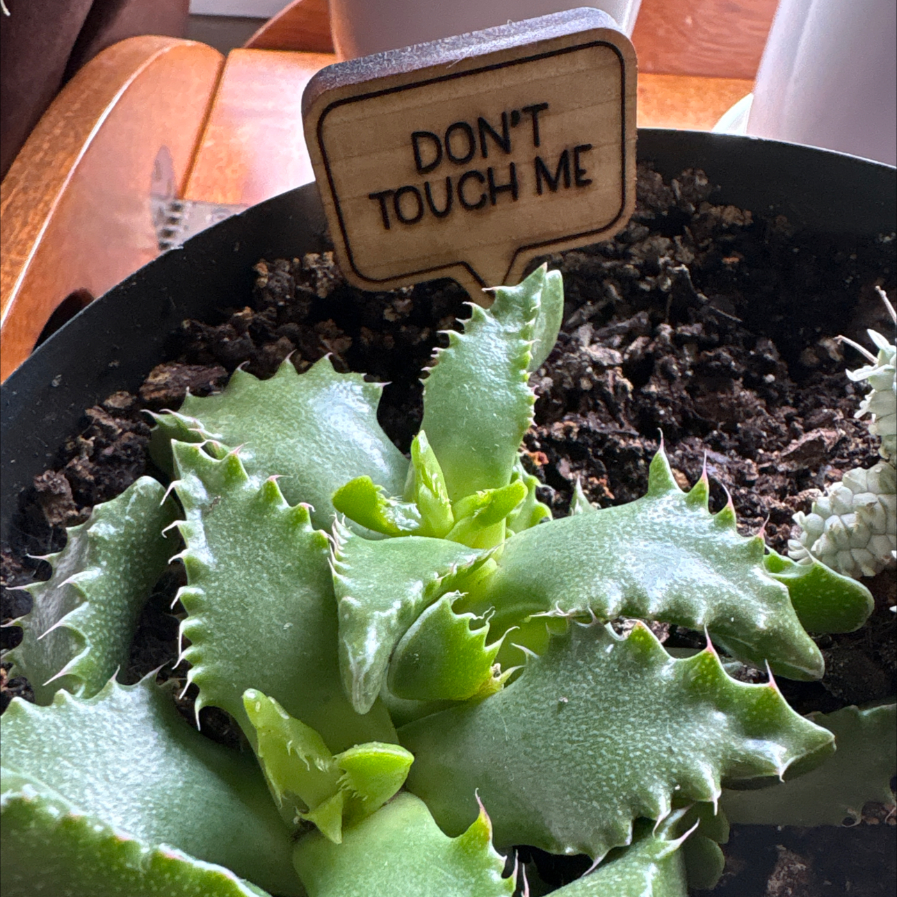 Photo of the plant species Faucaria felina by @ChrissyDawn named Cera on Greg, the plant care app