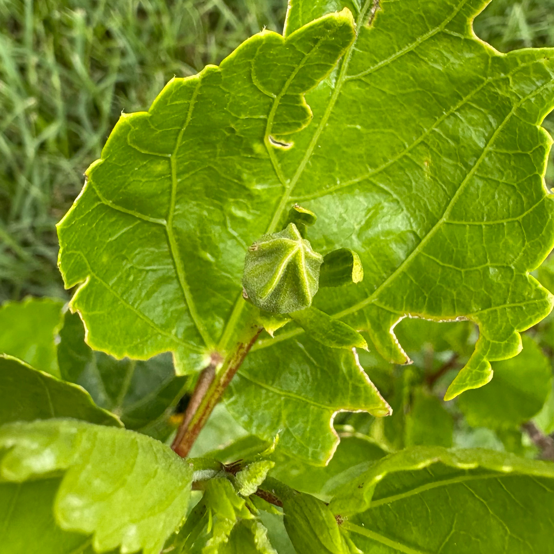 Photo of the plant species Hawaiian Punch Plant by @ChrissyDawn named Nani on Greg, the plant care app