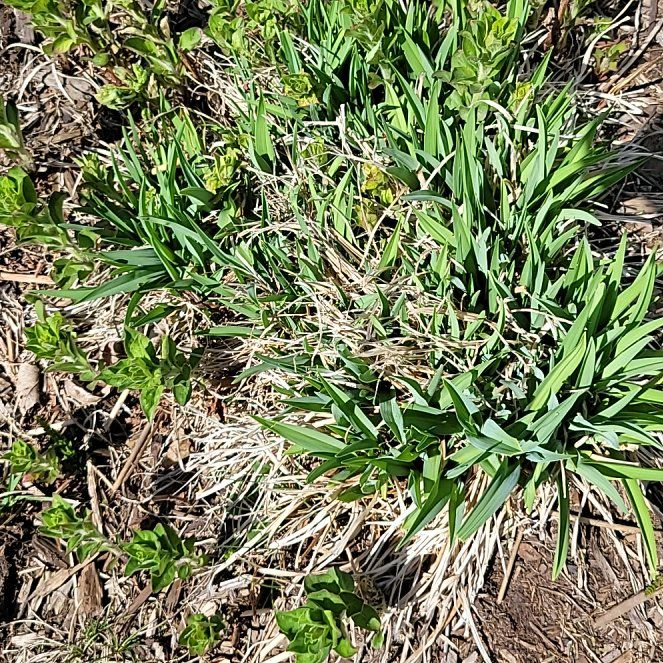 Photo of the plant species Snowdrop by @GoldenGermander named Luna on Greg, the plant care app