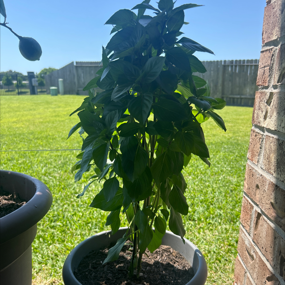Photo of the plant species Everleaf Thai Towers Basil by @RulerKonjac17 named Bruce Lee on Greg, the plant care app