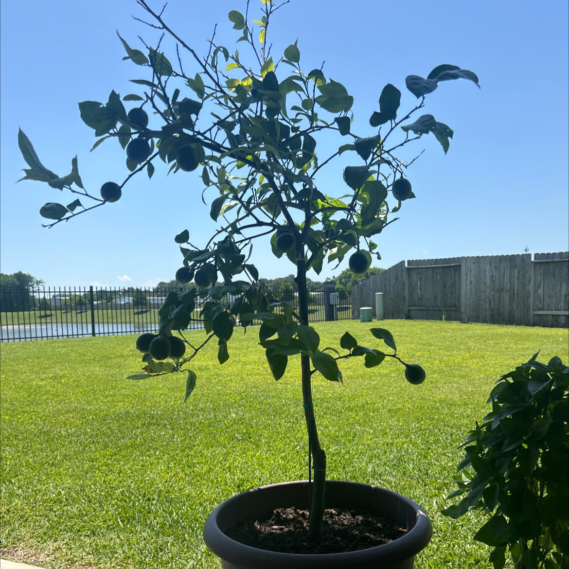 Photo of the plant species Thornless Key Lime by @RulerKonjac17 named Saxon Becnel & Sons Key Lime on Greg, the plant care app