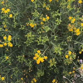 Photo of the plant species Sweetscented Marigold by @StarBonsi4 named Nemo on Greg, the plant care app