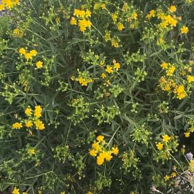 Photo of the plant species Sweetscented Marigold by @StarBonsi4 named Demi on Greg, the plant care app