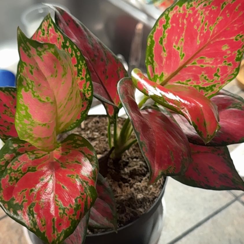 Photo of the plant species 'Lucky Red' by @FabPinkpoui56 named Kylie on Greg, the plant care app