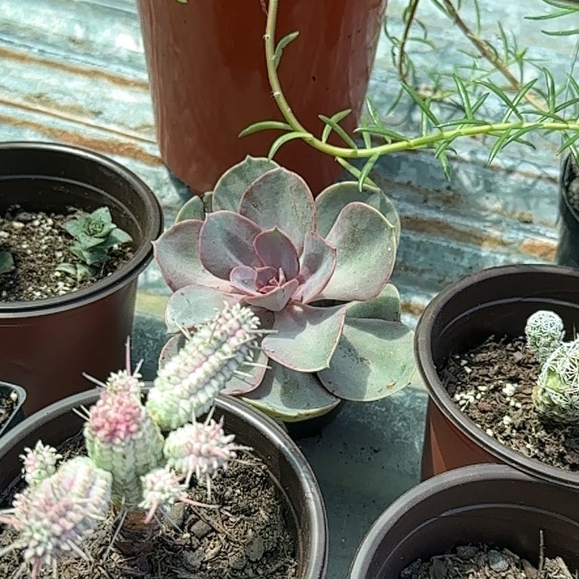 Photo of the plant species Yerba Mansa by @SeamlessBetel23 named Hemingway on Greg, the plant care app