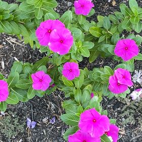 Photo of the plant species Colorado Four O'Clock by @KeenEndive73 named Hemingway on Greg, the plant care app