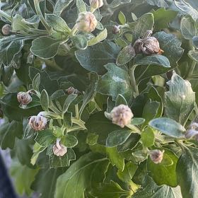 Photo of the plant species Dwarf Chapparal-Broom by @KeenEndive73 named Sherlock on Greg, the plant care app