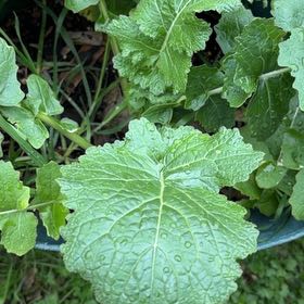 Photo of the plant species Chinese Mustard by @KeenEndive73 named Oscar on Greg, the plant care app