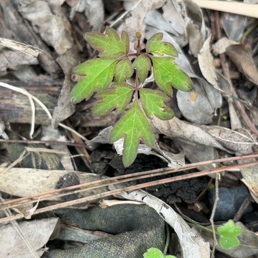 Photo of the plant species Japanese Creeper by @KeenEndive73 named Wall-E on Greg, the plant care app