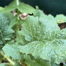 Photo of the plant species Wild Radish by @KeenEndive73 named Rainier on Greg, the plant care app