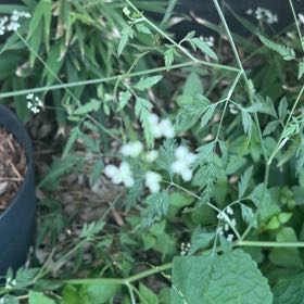 Photo of the plant species Spreading Hedgeparsley by @KeenEndive73 named Bieber on Greg, the plant care app