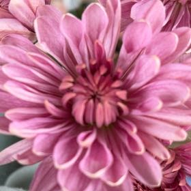 Photo of the plant species Garden Dahlia by @KeenEndive73 named Miley on Greg, the plant care app