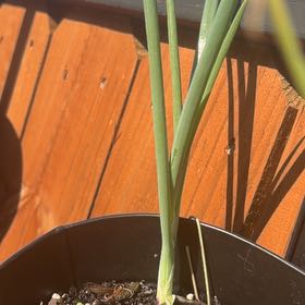 Photo of the plant species Paperwhite by @KeenEndive73 named Gaga on Greg, the plant care app