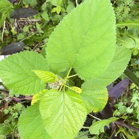 Photo of the plant species Crabweed by @KeenEndive73 named James Dean on Greg, the plant care app