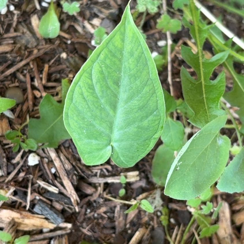 Photo of the plant species Friar's Cowl by @KeenEndive73 named Osmo on Greg, the plant care app