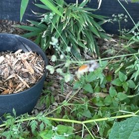 Photo of the plant species Spreading Hedgeparsley by @KeenEndive73 named Sage on Greg, the plant care app