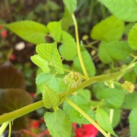 Photo of the plant species Crabweed by @KeenEndive73 named Kesha on Greg, the plant care app