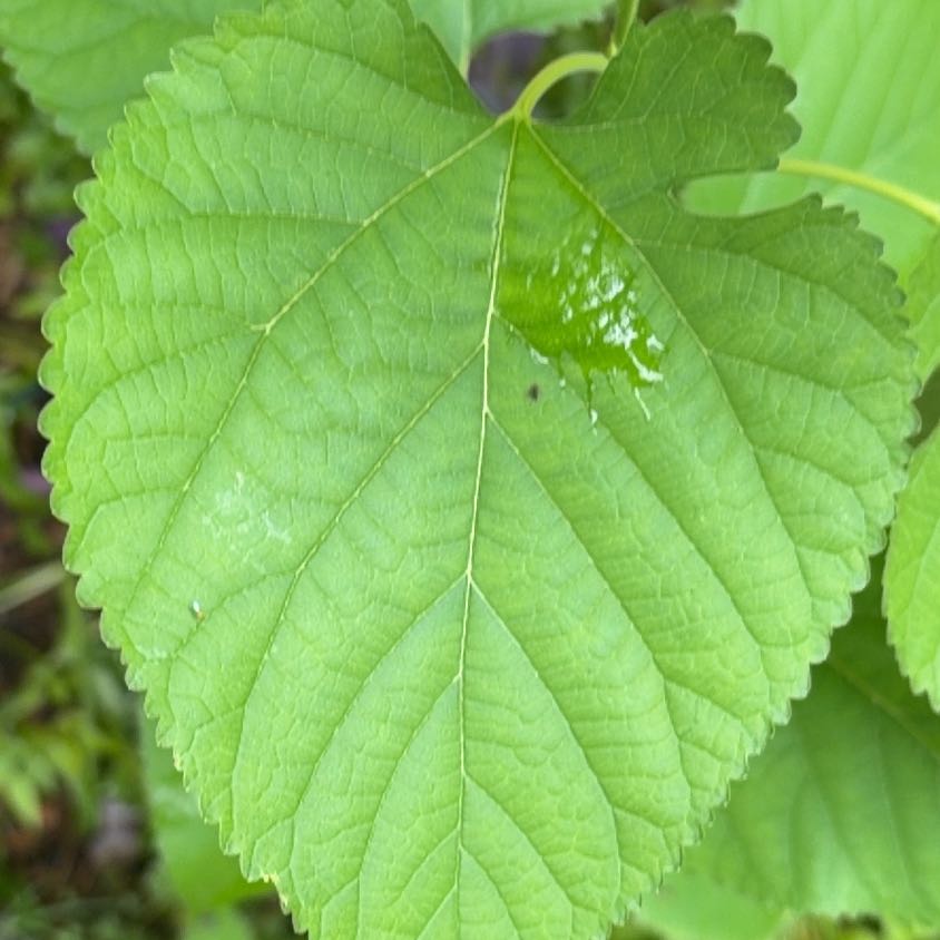 Photo of the plant species American Hazelnut by @KeenEndive73 named Athena on Greg, the plant care app