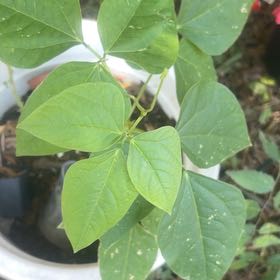 Photo of the plant species Common Bean by @KeenEndive73 named Sir Plancelot on Greg, the plant care app