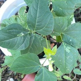 Photo of the plant species Common Bean by @KeenEndive73 named Bella on Greg, the plant care app