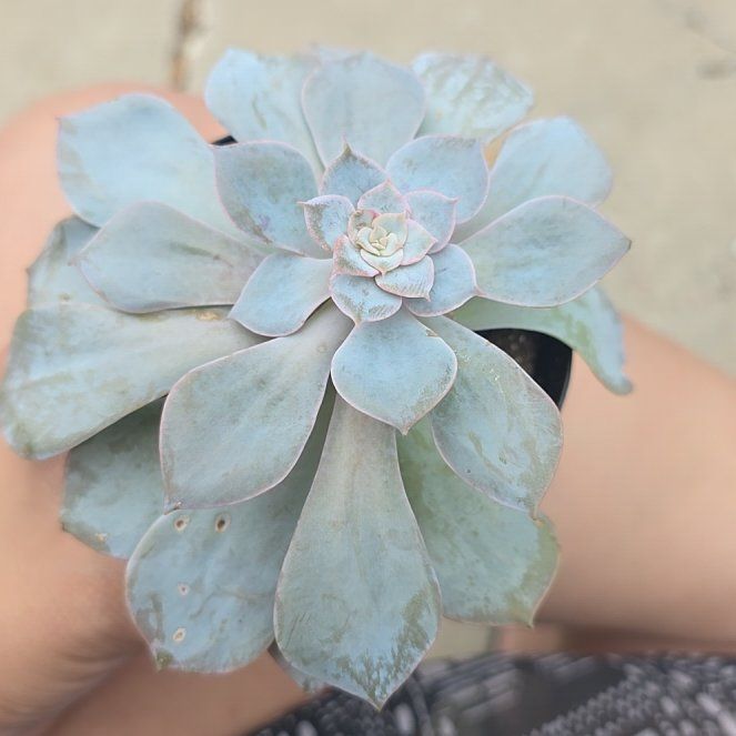 Photo of the plant species Canadian by @CuteCacto45 named Lola on Greg, the plant care app