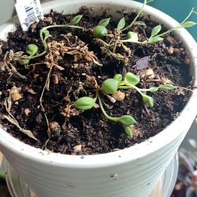 Photo of the plant species Senecio String of Pearls by @ClearcutFord13 named Tree Diddy on Greg, the plant care app