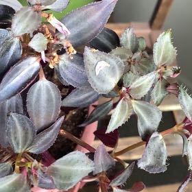 Photo of the plant species Arthrostemma parvifolium by @ClearcutFord13 named Peter Parker on Greg, the plant care app