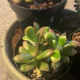 Photo of the plant species Graptosedum 'Ghosty' by @ClearcutFord13 named Navajo on Greg, the plant care app