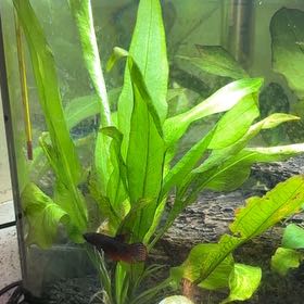 Photo of the plant species Long Strap Fern by @KeenNopalcactus named Clooney on Greg, the plant care app