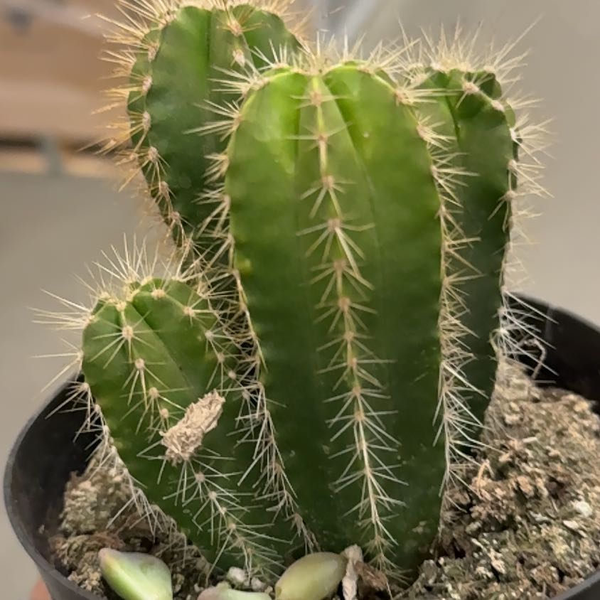 Photo of the plant species Stenocereus dumortierii by @RuggedWhiterata named Sir Plancelot on Greg, the plant care app