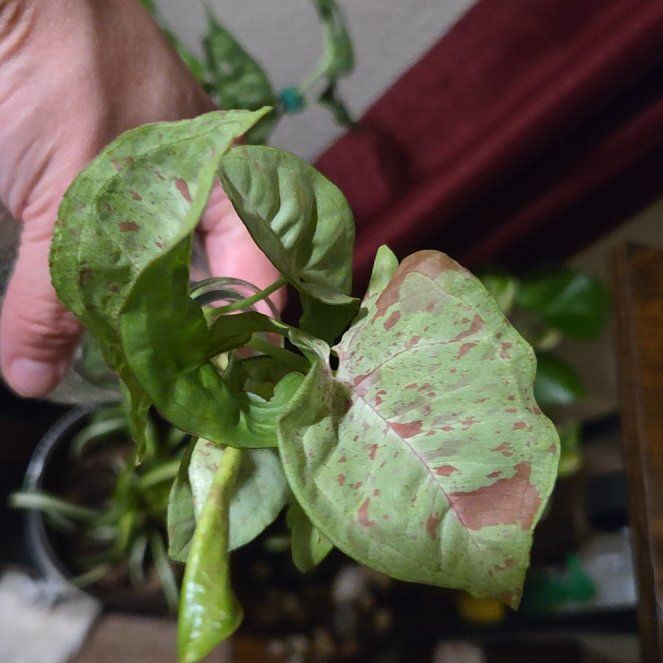Photo of the plant species Confetti Arrowhead by @IFoundACoolRock named Eva on Greg, the plant care app