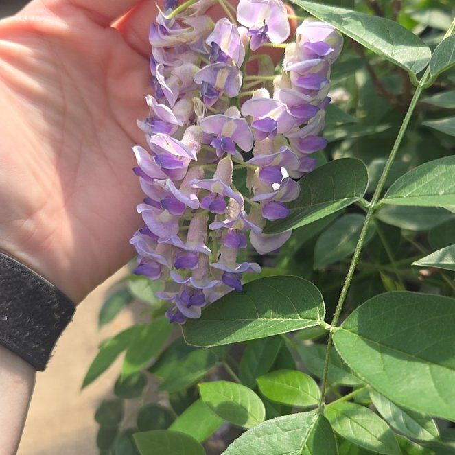 Photo of the plant species American Wisteria by @IFoundACoolRock named Mando on Greg, the plant care app