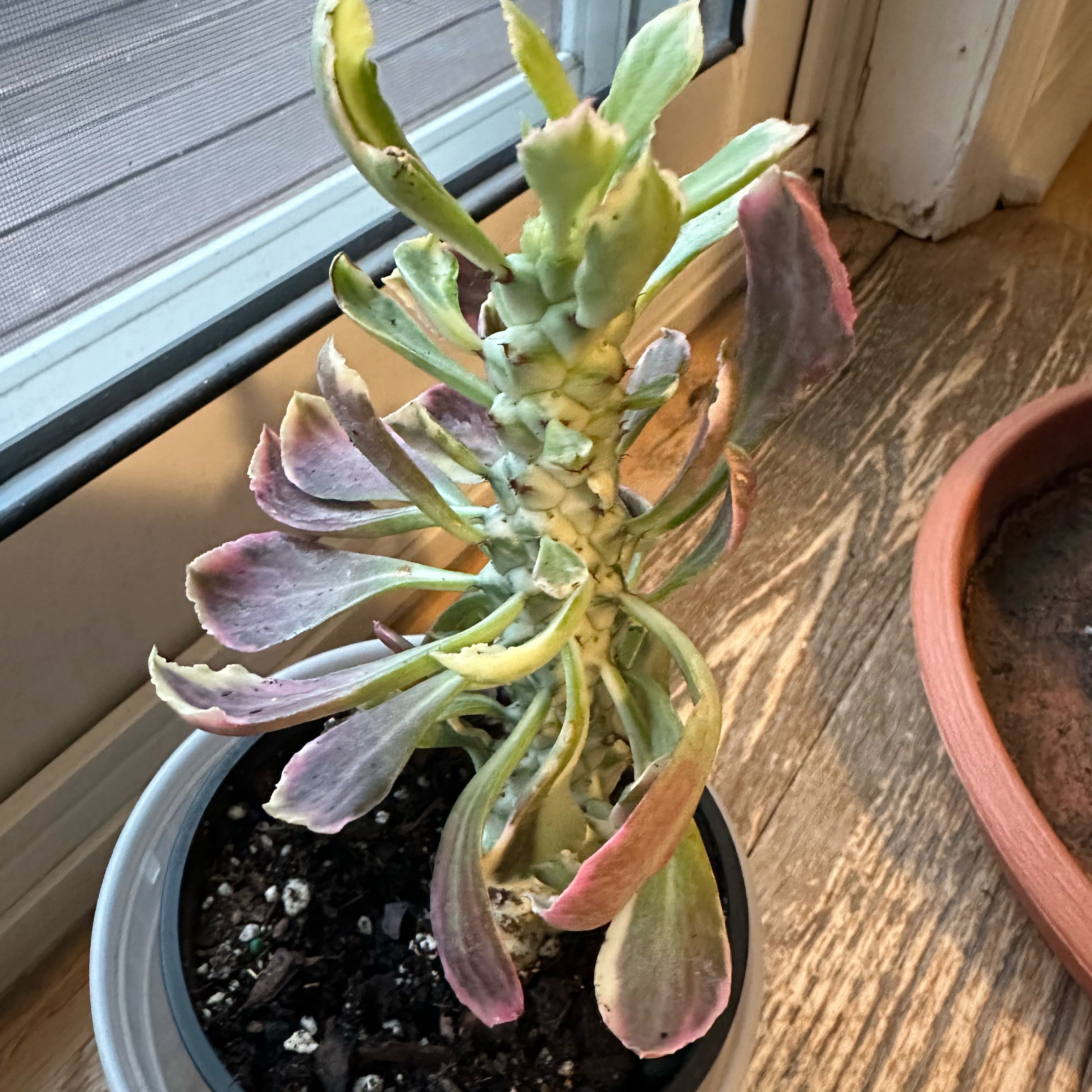 Photo of the plant species Euphorbia Succulenta by @SensibleRedbush named Sage on Greg, the plant care app